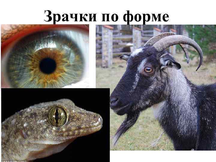 Зрачки по форме 