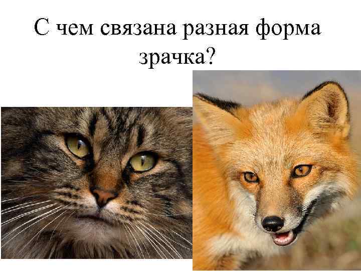 С чем связана разная форма зрачка? 