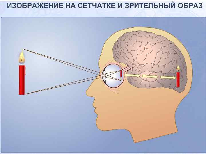 Зрительный анализатор проект