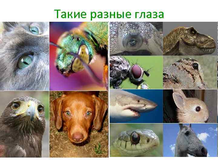 Такие разные глаза 