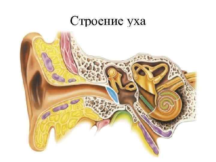 Строение уха 