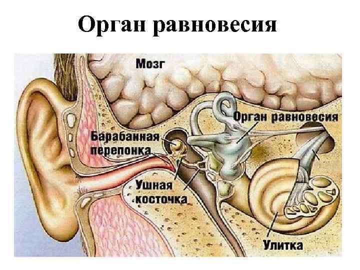 Орган равновесия 