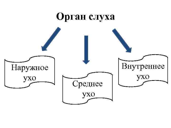 Орган слуха Наружное ухо Среднее ухо Внутреннее ухо 