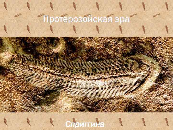 Протерозойская эра Сприггина 