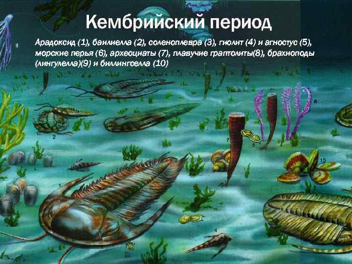 Кембрийский период Арадоксид (1), баилиелла (2), соленоплевра (3), гиолит (4) и агностус (5), морские