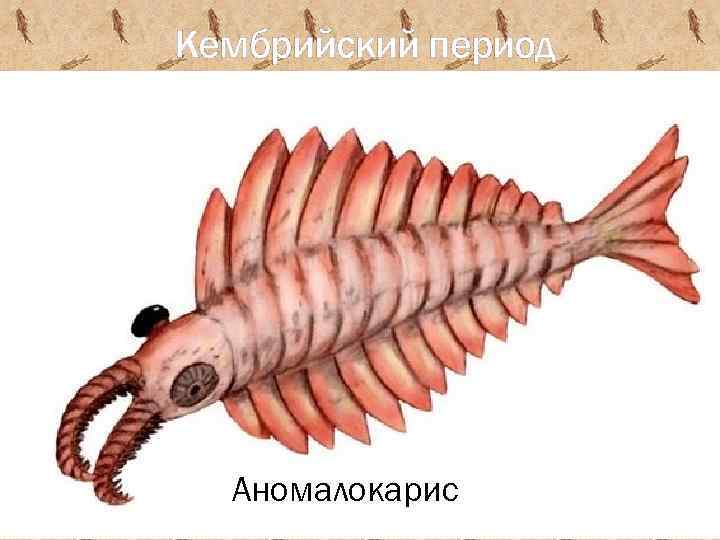 Кембрийский период Аномалокарис 