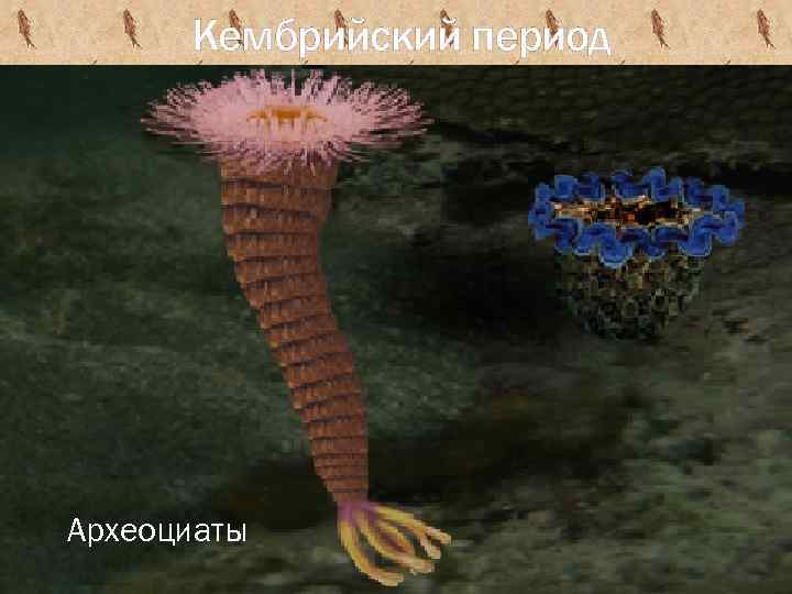 Кембрийский период Археоциаты 