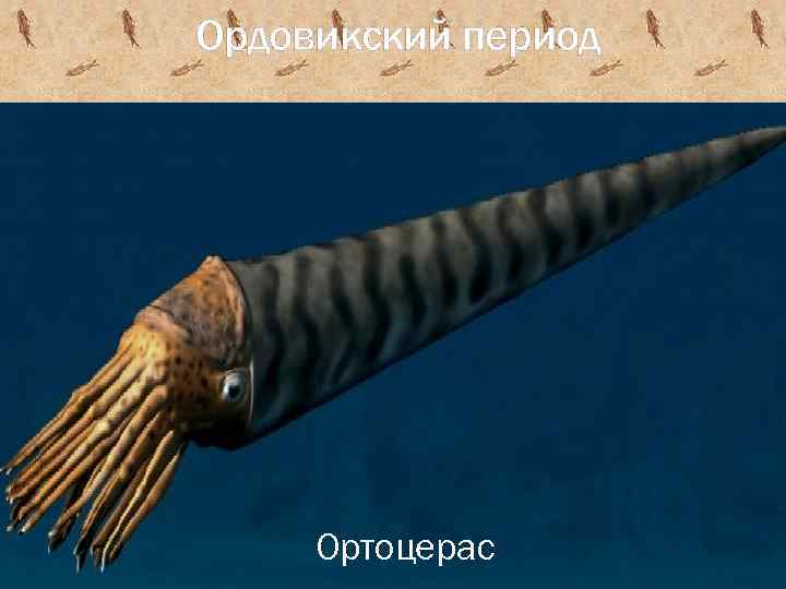Ордовикский период Ортоцерас 