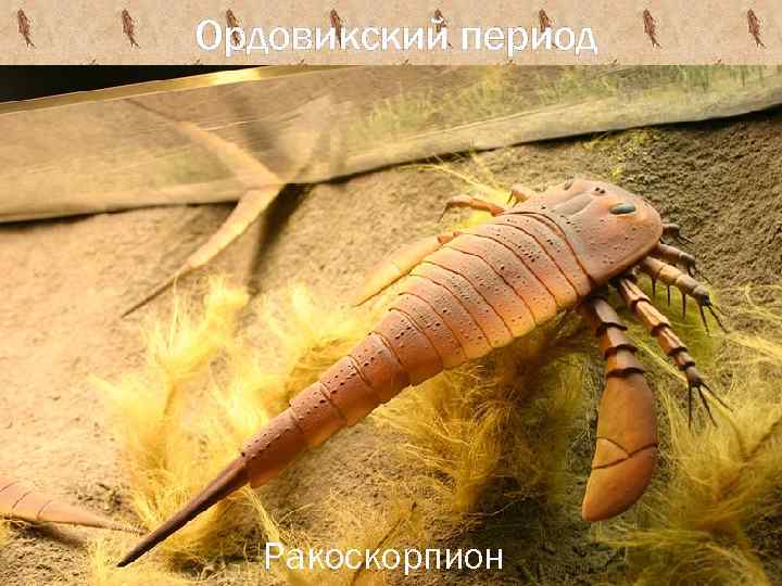 Ордовикский период Ракоскорпион 