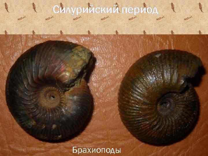Силурийский период Брахиоподы 