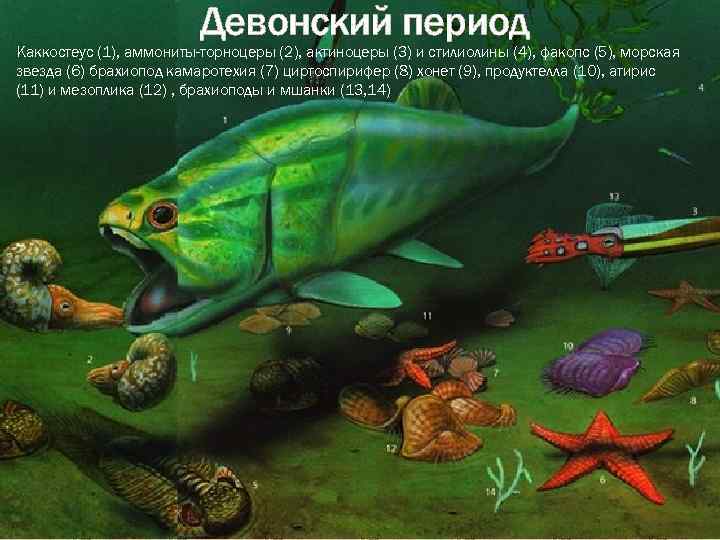 Девонский период Каккостеус (1), аммониты-торноцеры (2), актиноцеры (3) и стилиолины (4), факопс (5), морская