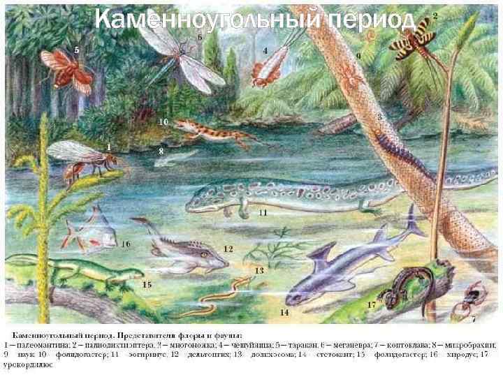 Каменноугольный период 