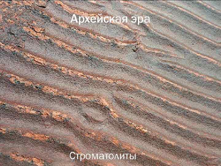 Архейская эра Строматолиты 