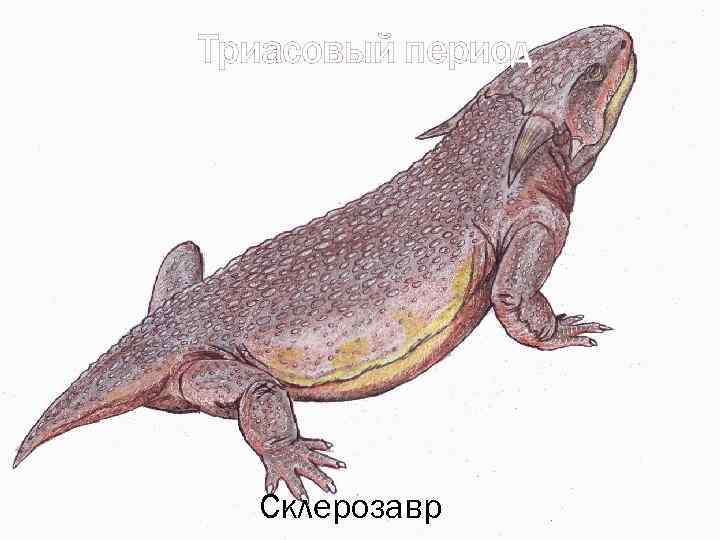Триасовый период Склерозавр 