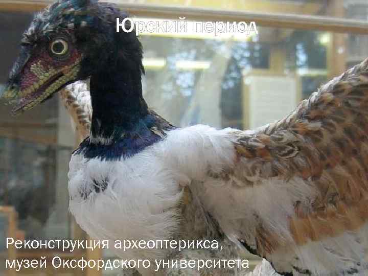 Юрский период Реконструкция археоптерикса, музей Оксфордского университета 