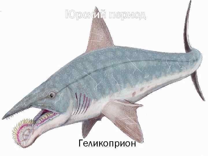 Юрский период Геликоприон 
