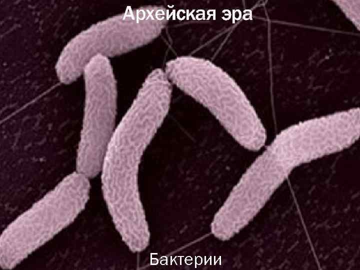 Архейская эра Бактерии 