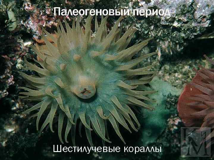 Палеогеновый период Шестилучевые кораллы 
