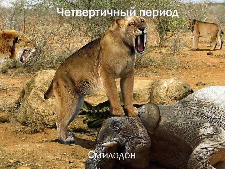 Четвертичный период Смилодон 