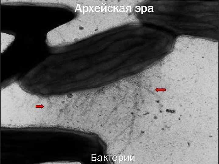 Архейская эра Бактерии 
