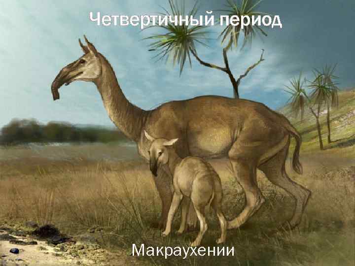 Четвертичный период Макраухении 