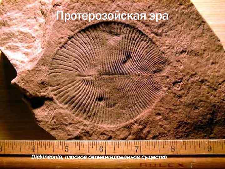 Протерозойская эра Dickinsonia, плоское сегментированное существо 