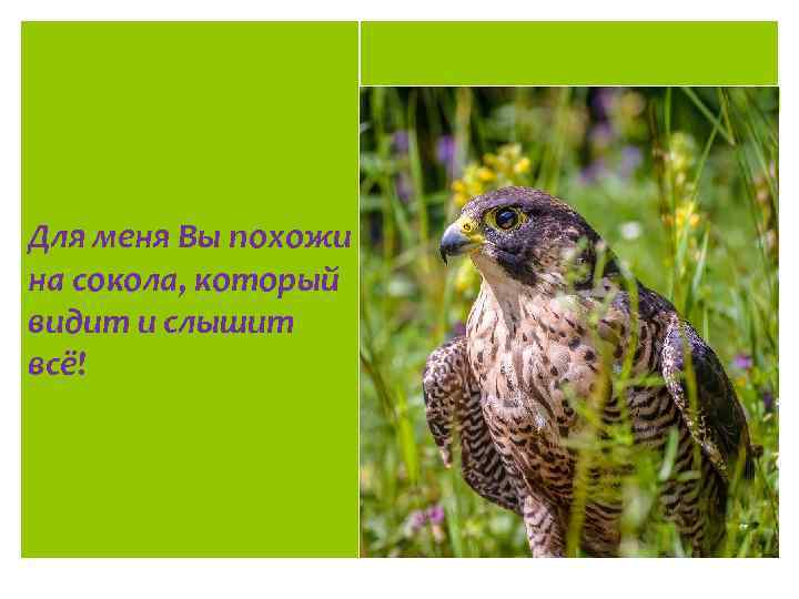 Для меня Вы похожи на сокола, который видит и слышит всё! 