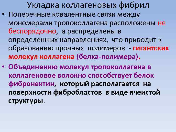 Укладка коллагеновых фибрил • Поперечные ковалентные связи между мономерами тропоколлагена расположены не беспорядочно, а