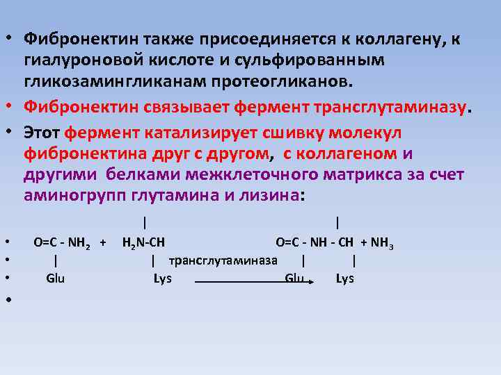  • Фибронектин также присоединяется к коллагену, к гиалуроновой кислоте и сульфированным гликозамингликанам протеогликанов.