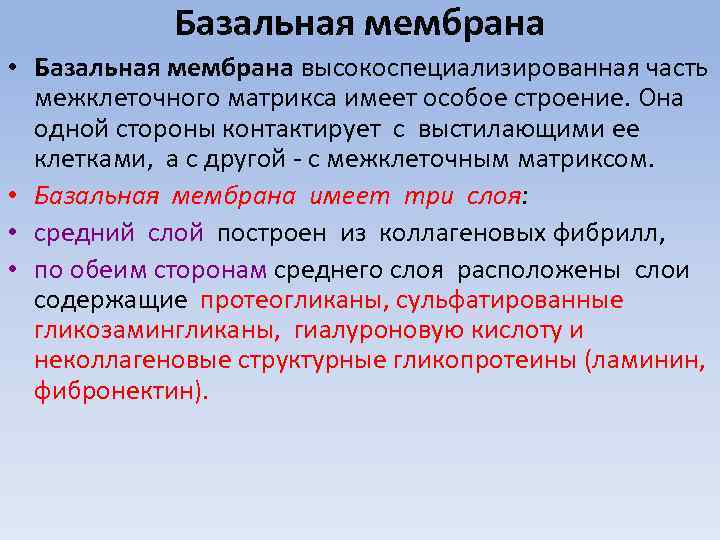Базальная мембрана • Базальная мембрана высокоспециализированная часть межклеточного матрикса имеет особое строение. Она одной