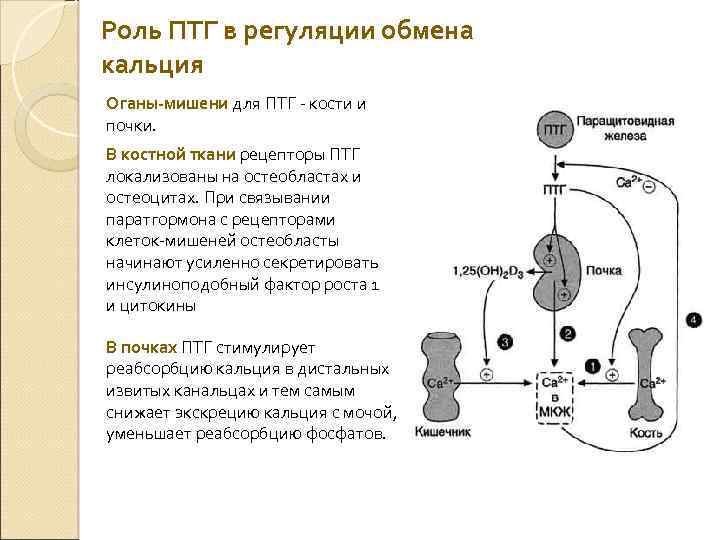 Фосфорно кальциевый обмен биохимия презентация