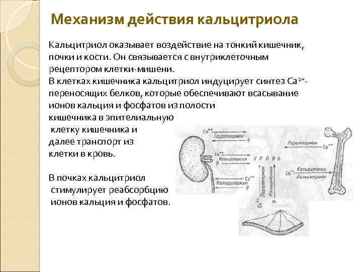 На рисунке схематично изображен механизм поддержания нормальной концентрации кальция в организме