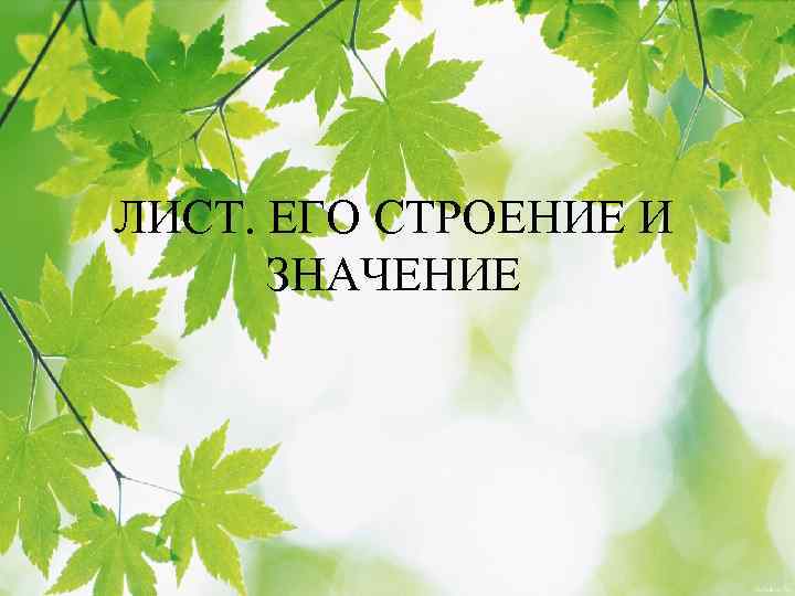 ЛИСТ. ЕГО СТРОЕНИЕ И ЗНАЧЕНИЕ 