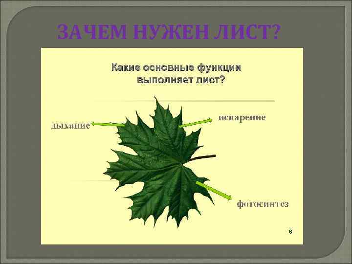 ЗАЧЕМ НУЖЕН ЛИСТ? 
