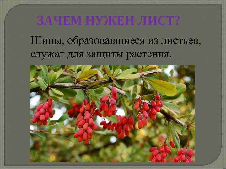 ЗАЧЕМ НУЖЕН ЛИСТ? Шипы, образовавшиеся из листьев, служат для защиты растения. 