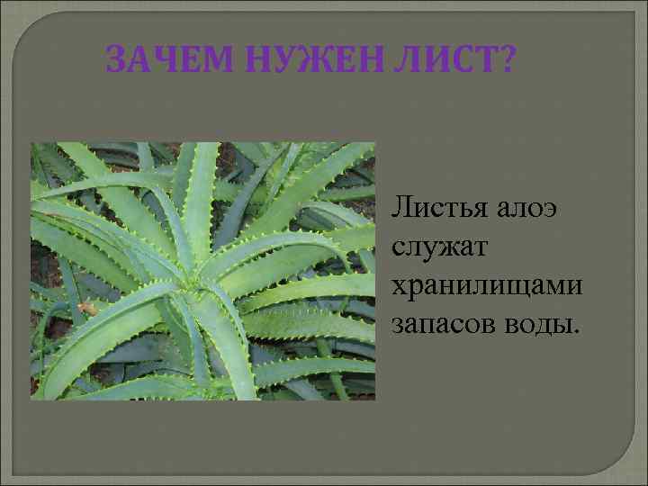 ЗАЧЕМ НУЖЕН ЛИСТ? Листья алоэ служат хранилищами запасов воды. 