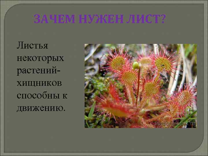 ЗАЧЕМ НУЖЕН ЛИСТ? Листья некоторых растенийхищников способны к движению. 