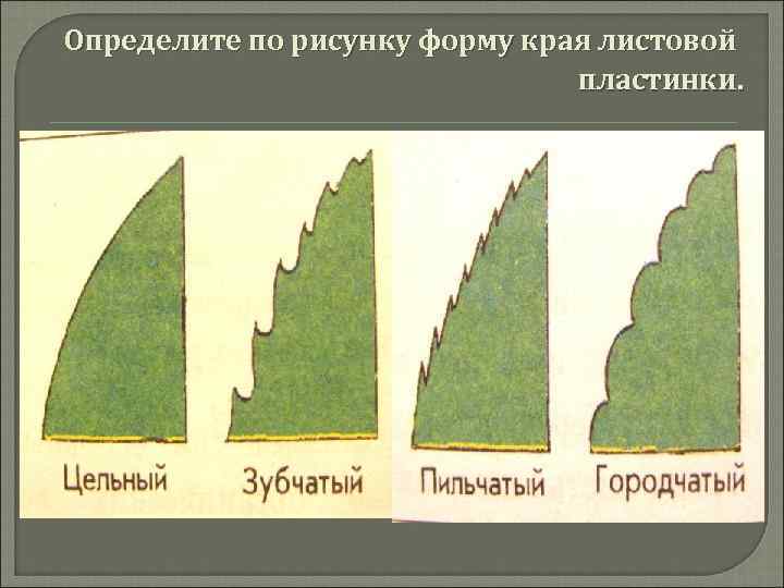  Определите по рисунку форму края листовой пластинки. 