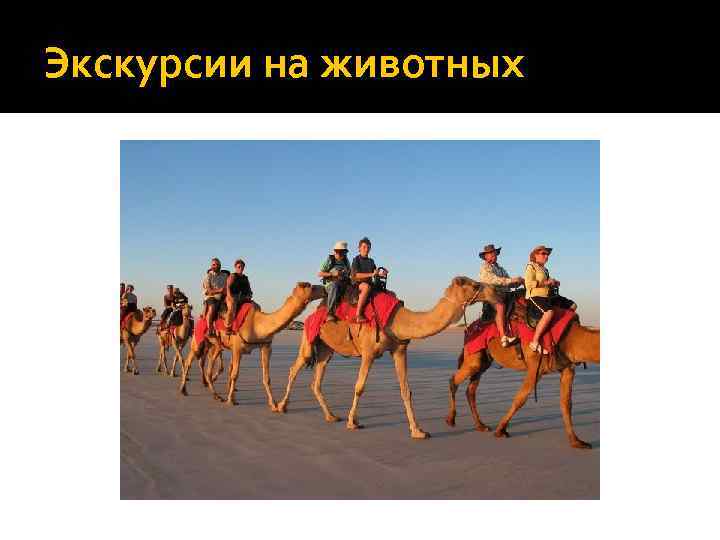 Экскурсии на животных 