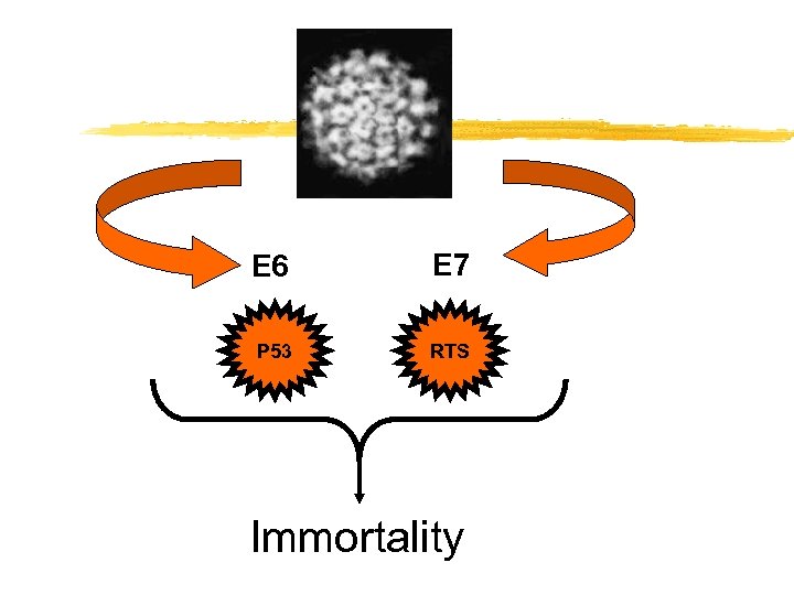 E 6 E 7 P 53 RTS Immortality 