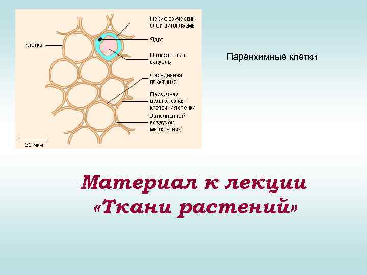 Растительные ткани пименов презентация