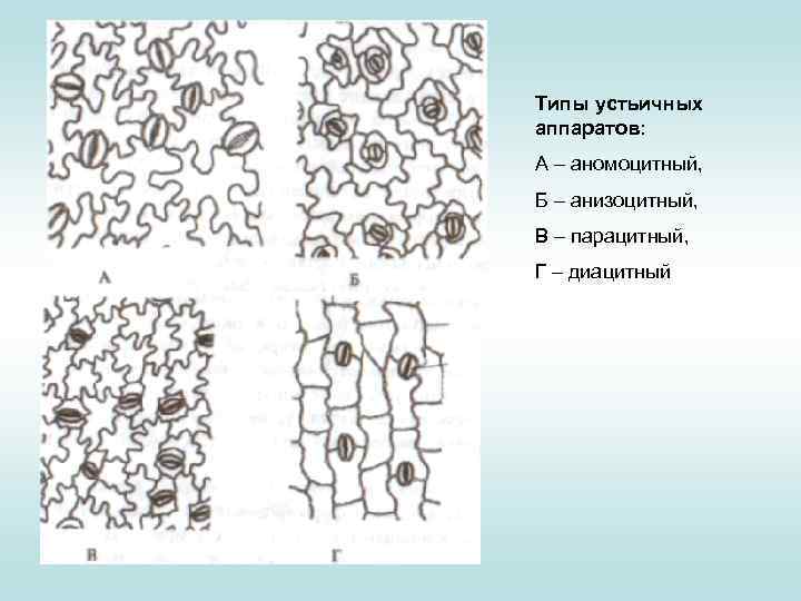 Структура сформированная замыкающими клетками. Тетрацитный Тип устьичного аппарата. Типы устьичных комплексов однодольных. Анизоцитный Тип устьиц. Типы устьичного комплекса.