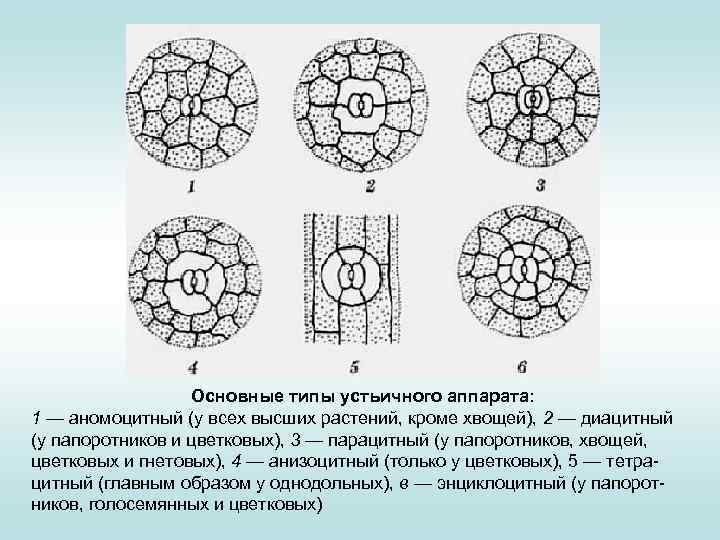 Соответствие типов растительной ткани