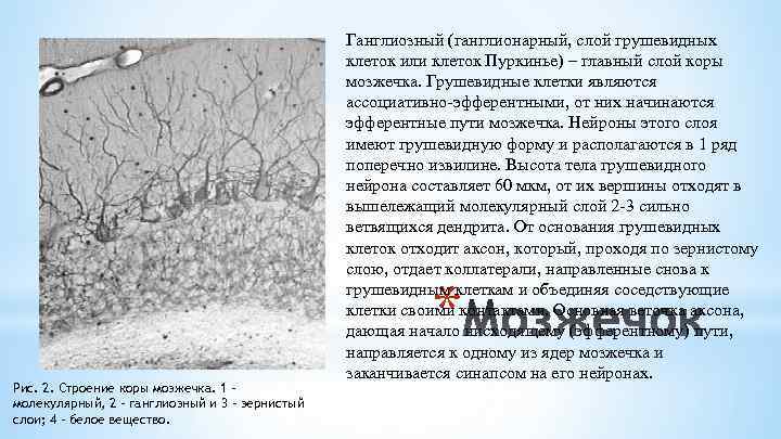 Ганглиозный (ганглионарный, слой грушевидных клеток или клеток Пуркинье) – главный слой коры мозжечка. Грушевидные