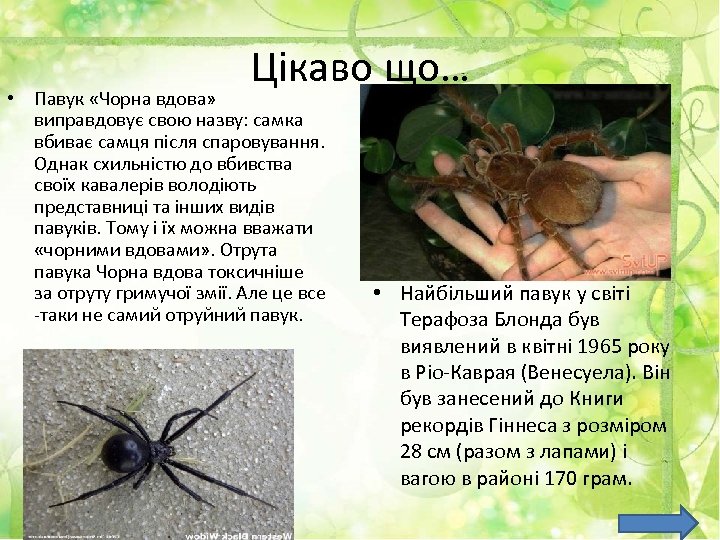 Цікаво що… • Павук «Чорна вдова» виправдовує свою назву: самка вбиває самця після спаровування.