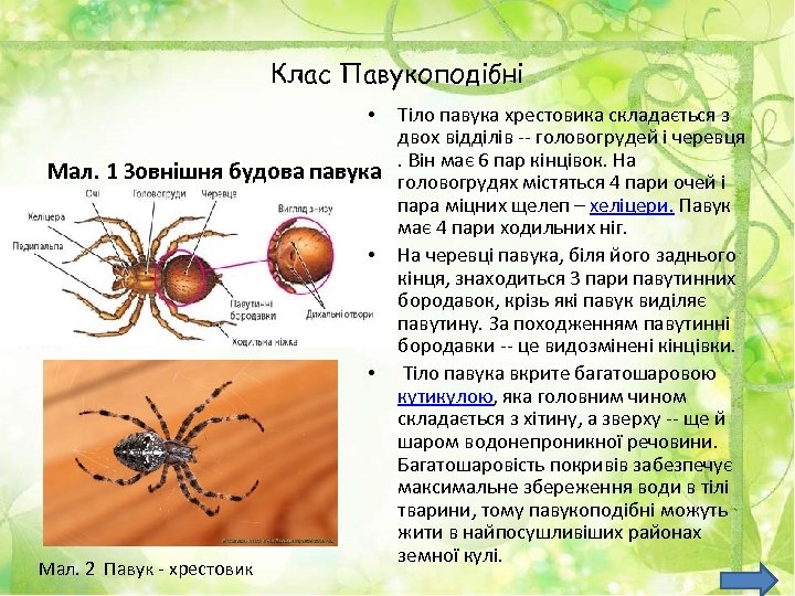 Клас Павукоподібні Тіло павука хрестовика складається з двох відділів -- головогрудей і черевця .