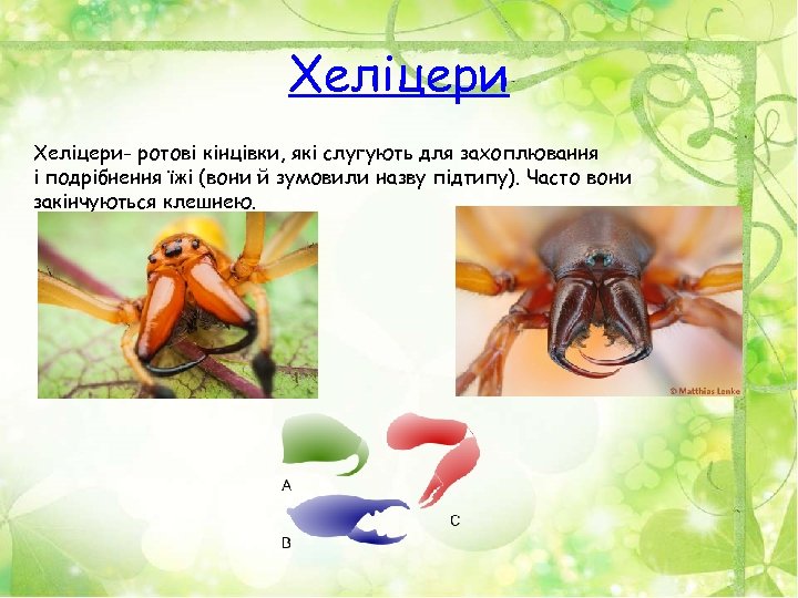 Хеліцери- ротові кінцівки, які слугують для захоплювання і подрібнення їжі (вони й зумовили назву