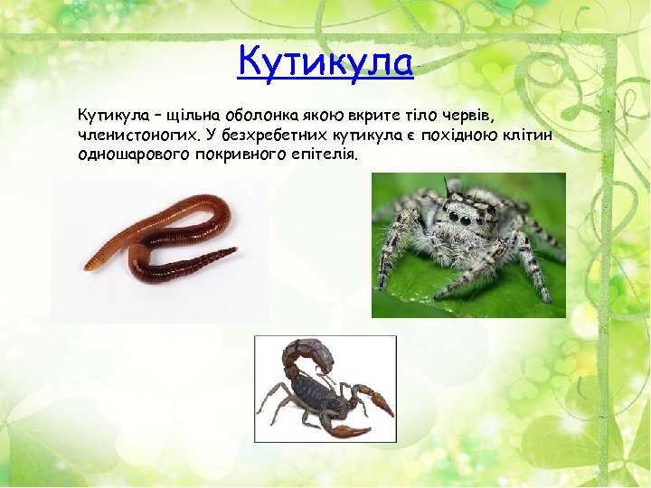 Кутикула – щільна оболонка якою вкрите тіло червів, членистоногих. У безхребетних кутикула є похідною