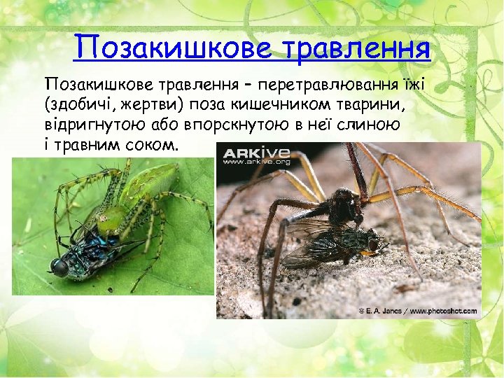 Позакишкове травлення – перетравлювання їжі (здобичі, жертви) поза кишечником тварини, відригнутою або впорскнутою в