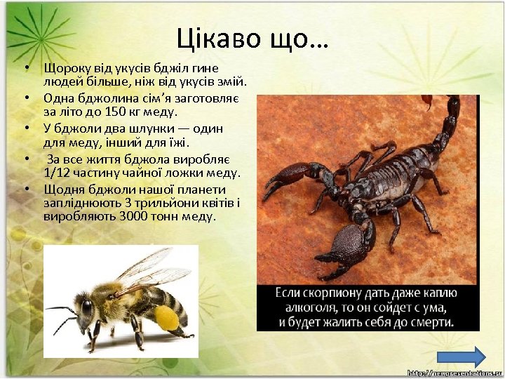 Цікаво що… • Щороку від укусів бджіл гине людей більше, ніж від укусів змій.